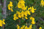 Scotch broom